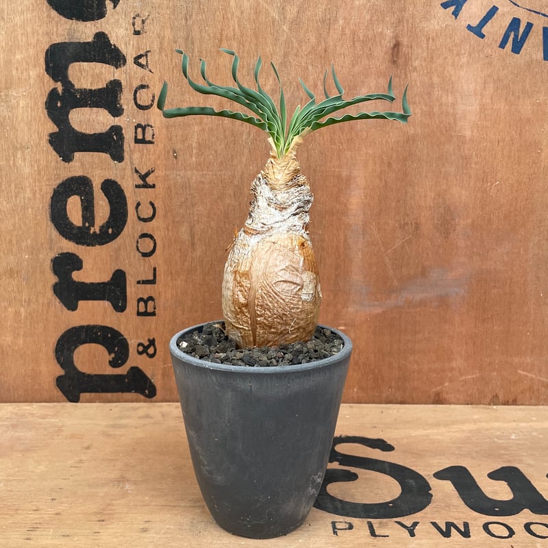 No.003 ブーファン ハエマンソイデス / Boophane Haemanthoides