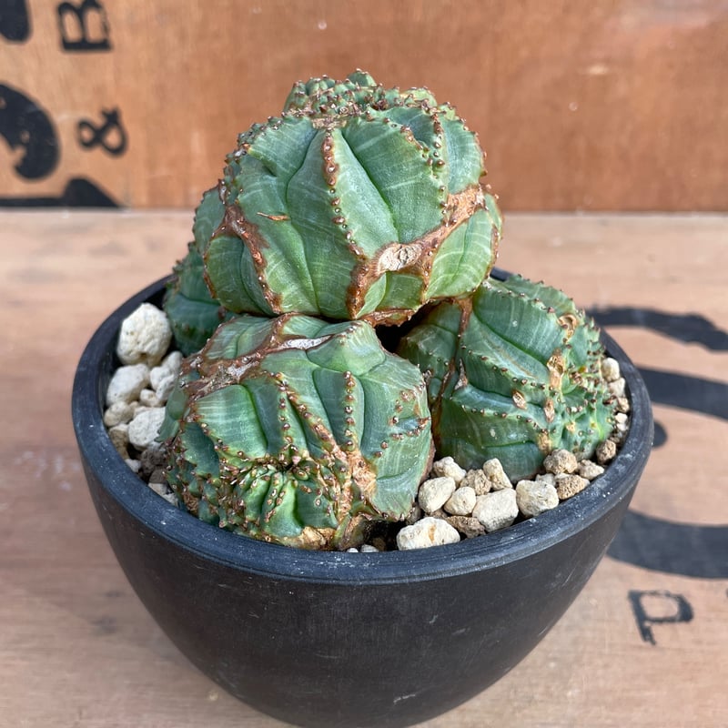 No.070 ユーフォルビア オベサ / Euphorbia Obesa モンスト 綴化 子吹