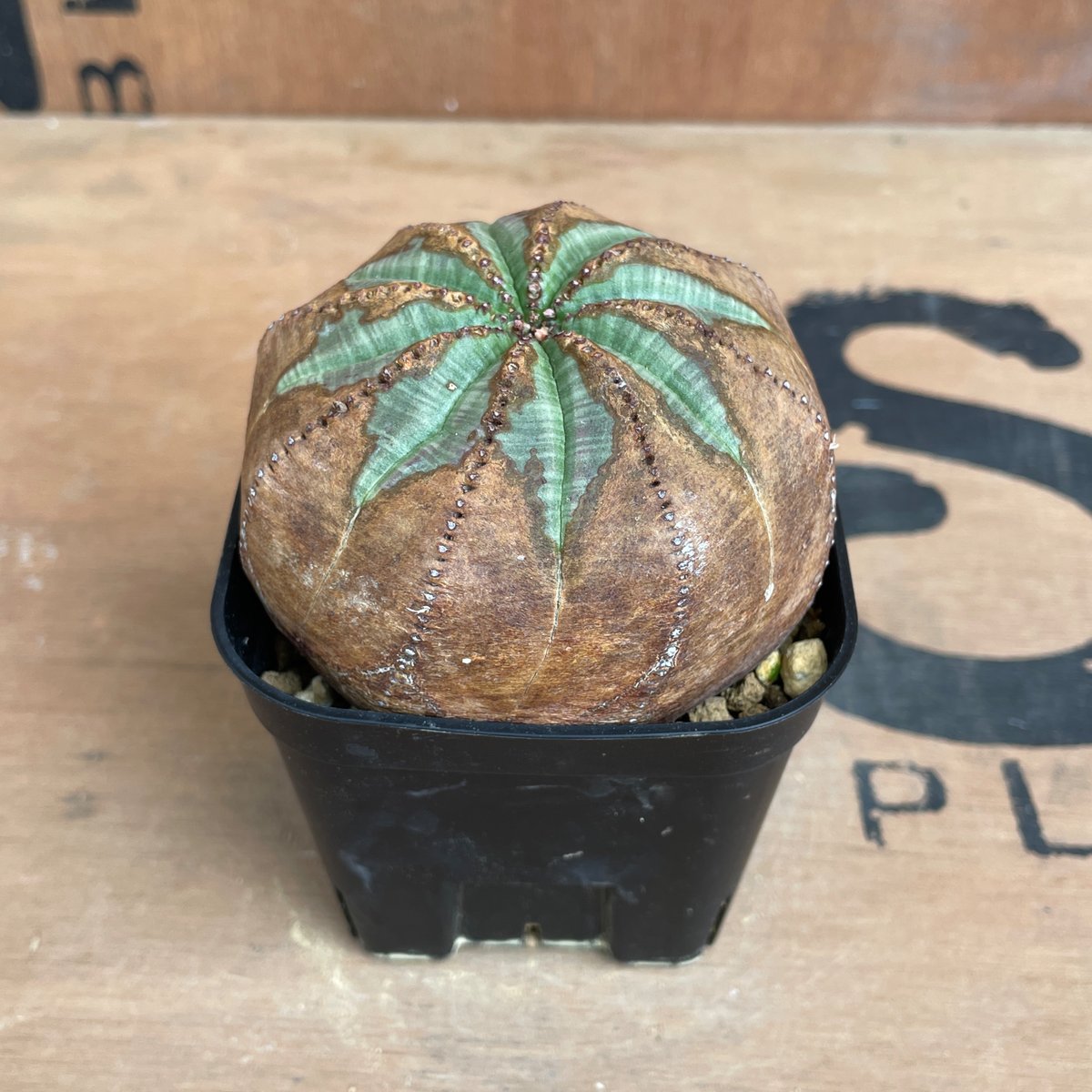 No.063 ユーフォルビア オベサ / Euphorbia Obesa 木質化 φ7.5 x