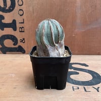 【木質化群生株】ユーフォルビア グロボーサ バリダ オベサ ホリダ このホリダ(Euphorbia horrida)は、ユーフォルビア属の中でも特に人気