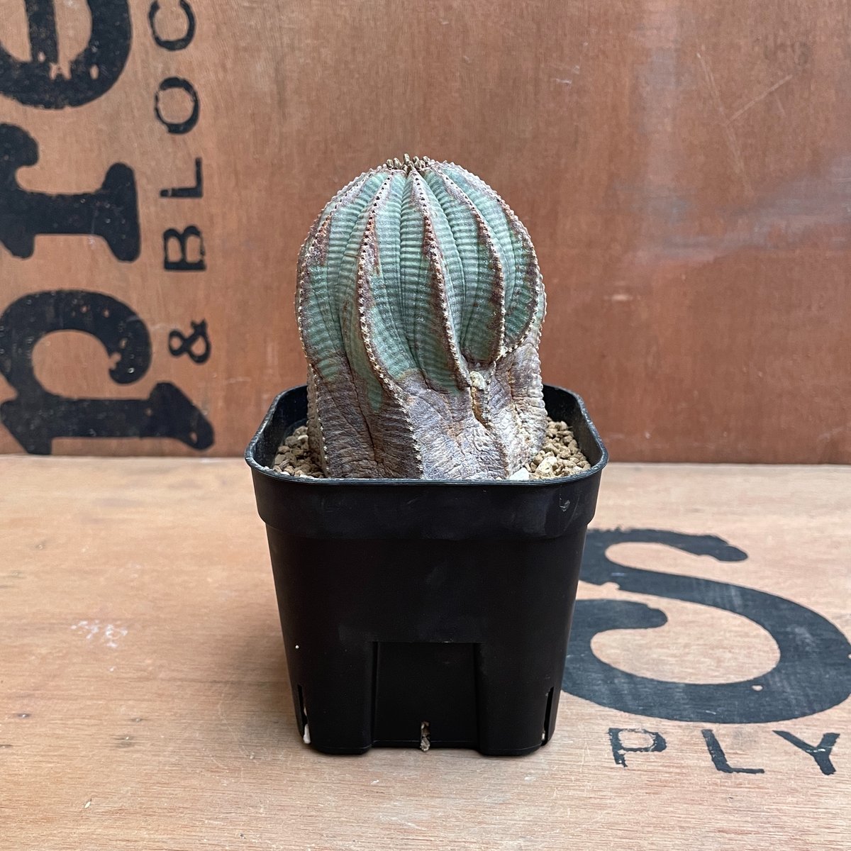 No.028 ユーフォルビア オベサ / Euphorbia Obesa 異形 Φ6.5 x