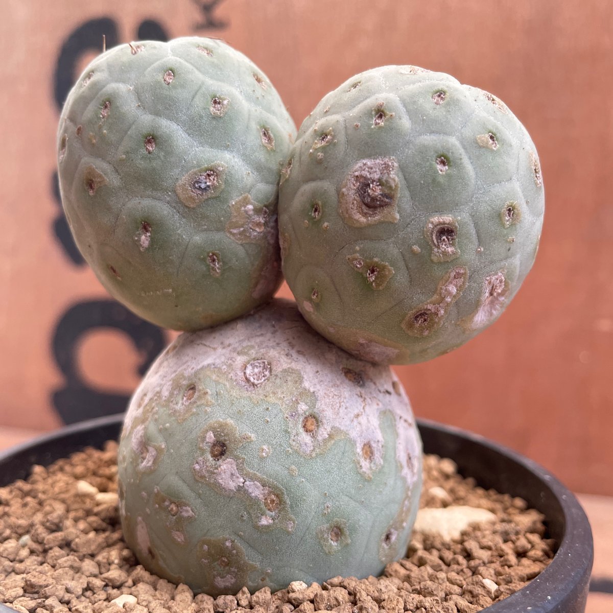 No.004 テフロカクタス ゲオメトリクス / Tephrocactus geometric