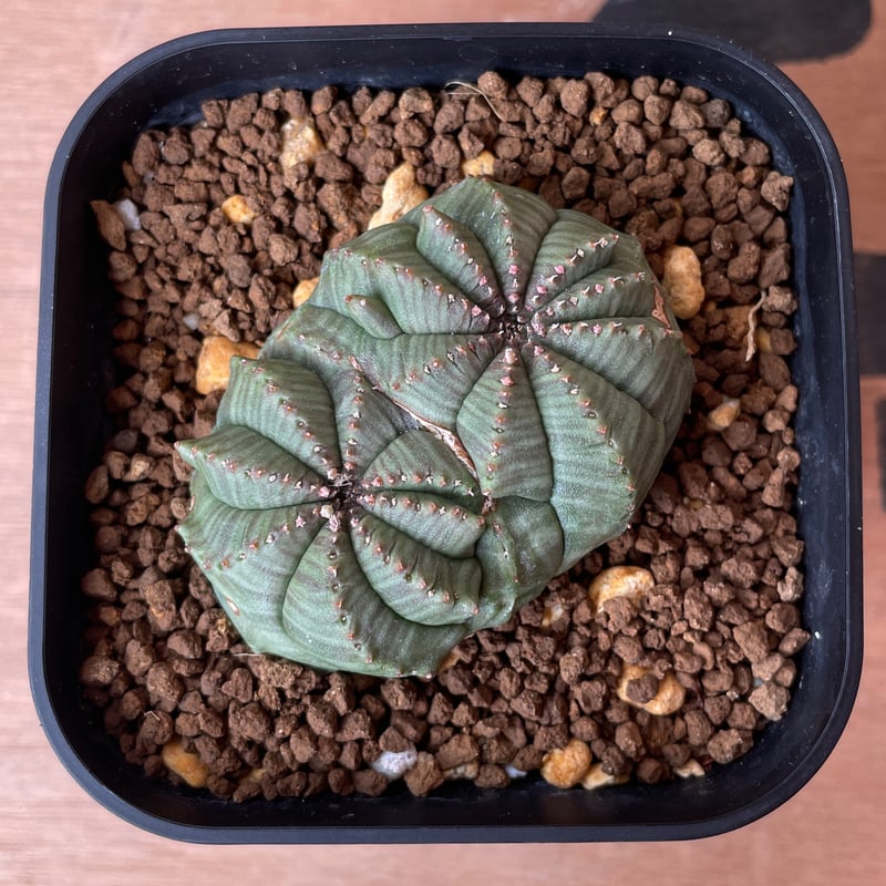 No.067 ユーフォルビア オベサ / Euphorbia Obesa モンスト 綴化 5.