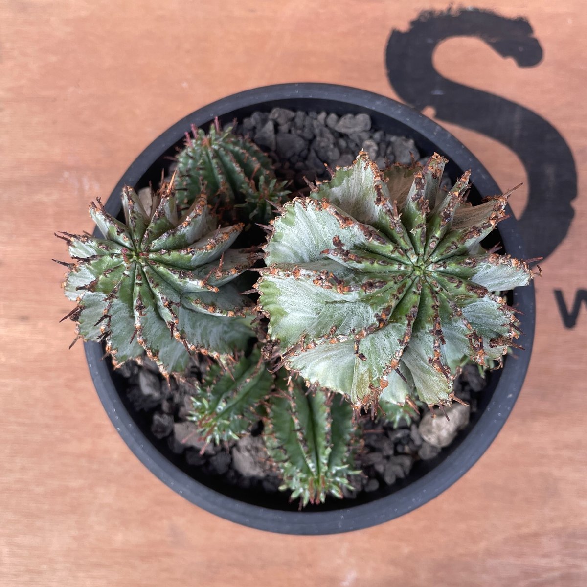 No.022 ユーフォルビア ホリダ / Euphorbia Horrida 群生株 Φ13