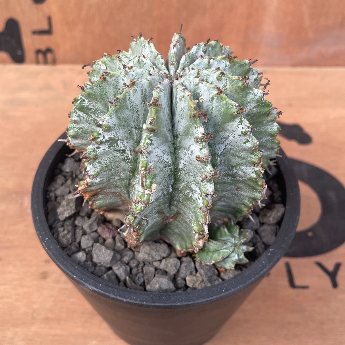 No.021 ユーフォルビア ホリダ / Euphorbia Horrida No.021 ユーフォルビア ホリダ / Euphorbia Horrida