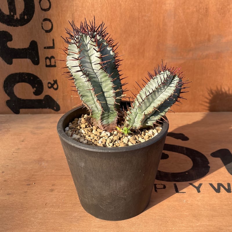 D*A様 ユーフォルビア ホリダ 関上No1 D*A様 ユーフォルビア ホリダ 関上No1