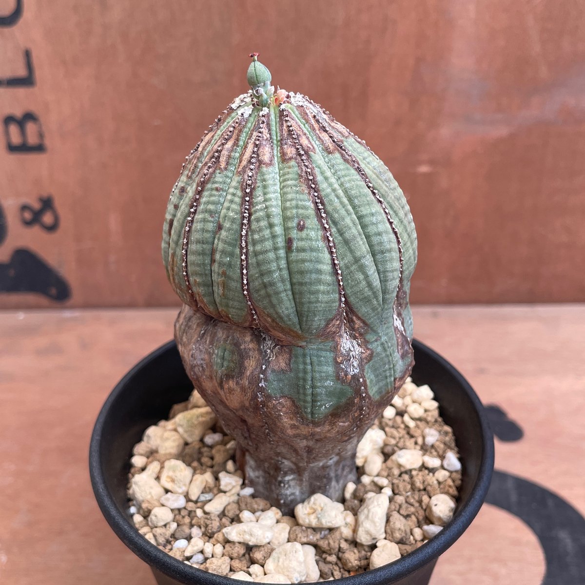 No.052 ユーフォルビア オベサ / Euphorbia Obesa 木質化 変形