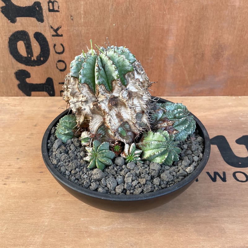 No.023 ユーフォルビア ホリダ / Euphorbia Horrida 木質化 群生