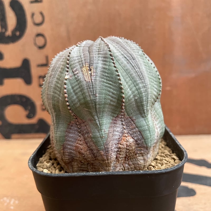 けい 巨大 ユーフォルビア オベサ Euphorbia obesa 選抜 特大サイズ】95mm Euphorbia Obesa ユーフォルビア オベサ