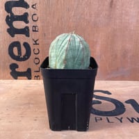 No.021 ユーフォルビア オベサ / Euphorbia Obesa まん丸 美形 中株 ♀ Φ8 x H7 cm