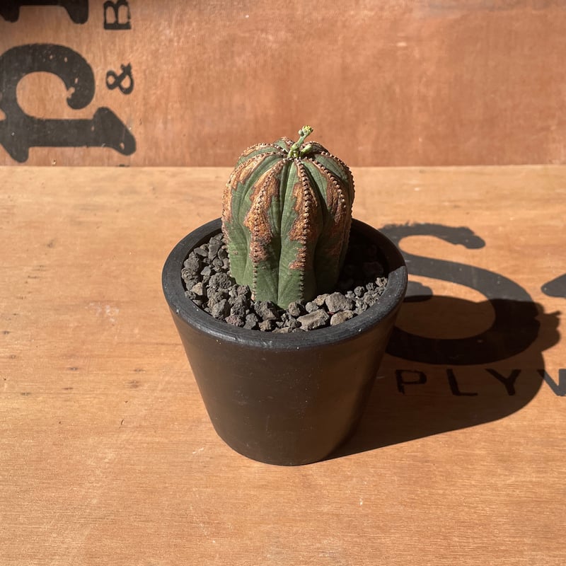 No.007 ユーフォルビア オベサ♂ / Euphoribia Obesa 