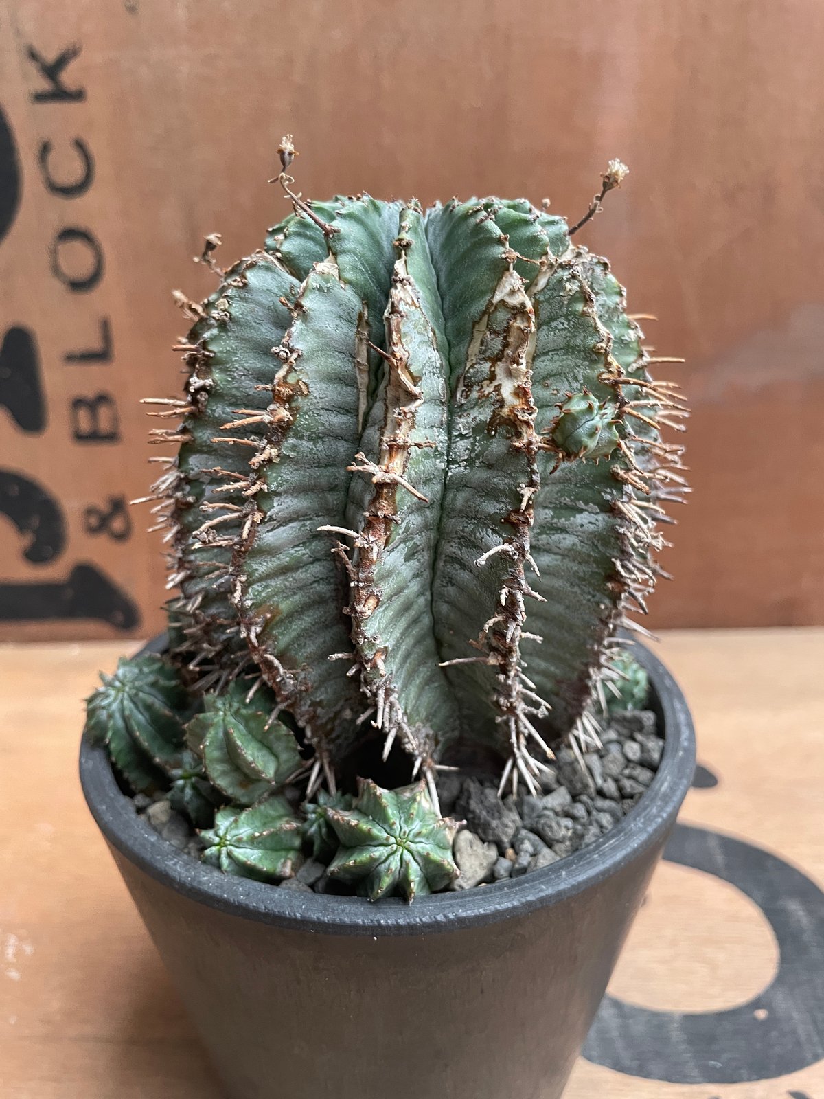 No.026 ユーフォルビア ホリダ / Euphorbia Horrida Φ9×H9.5 No.026 ユーフォルビア ホリダ / Euphorbia Horrida Φ9×H9.5