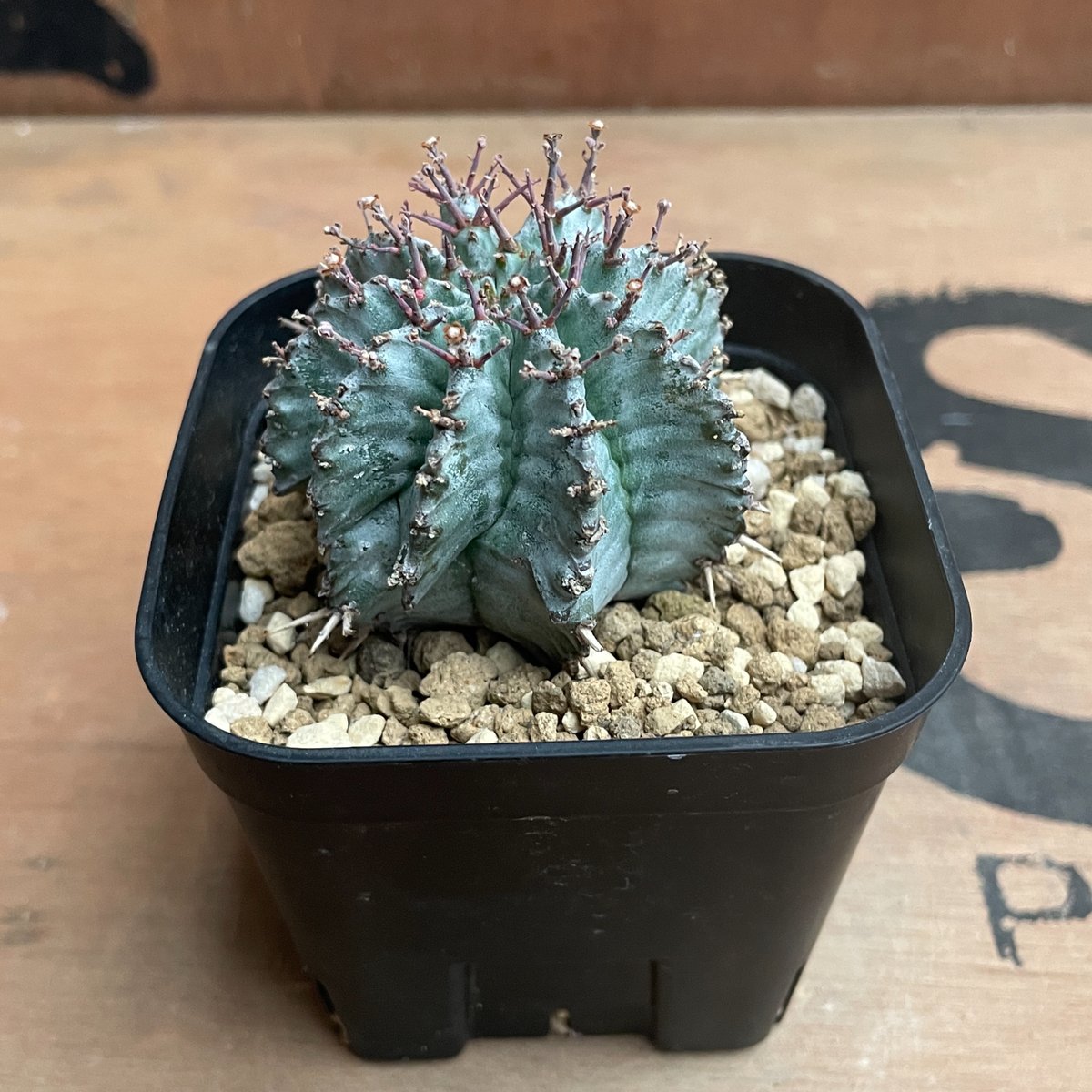 No.007 ユーフォルビア ホリダ / Euphorbia Horrida 