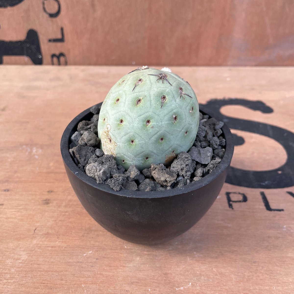No.001 テフロカクタス ゲオメトリクス / Tephrocactus geometric No.001 テフロカクタス ゲオメトリクス / Tephrocactus geometric