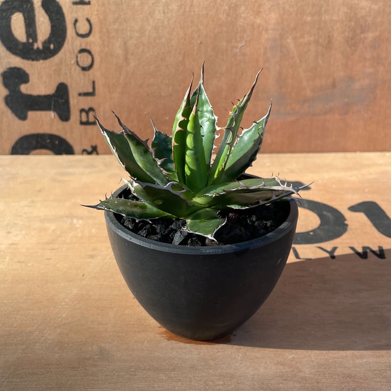 発根済み アガベ ホリダ アガベ ホリダ 白中斑 白縞斑 発根済