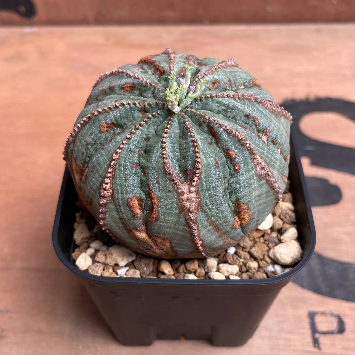 No.044 ユーフォルビア オベサ / Euphorbia Obesa 木質化 Φ6.5 x