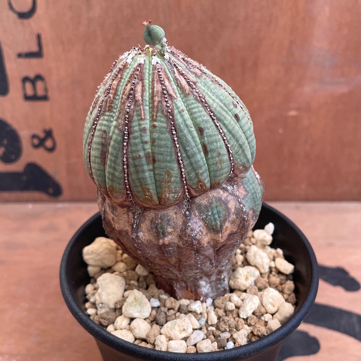 No.052 ユーフォルビア オベサ / Euphorbia Obesa 木質化 変形
