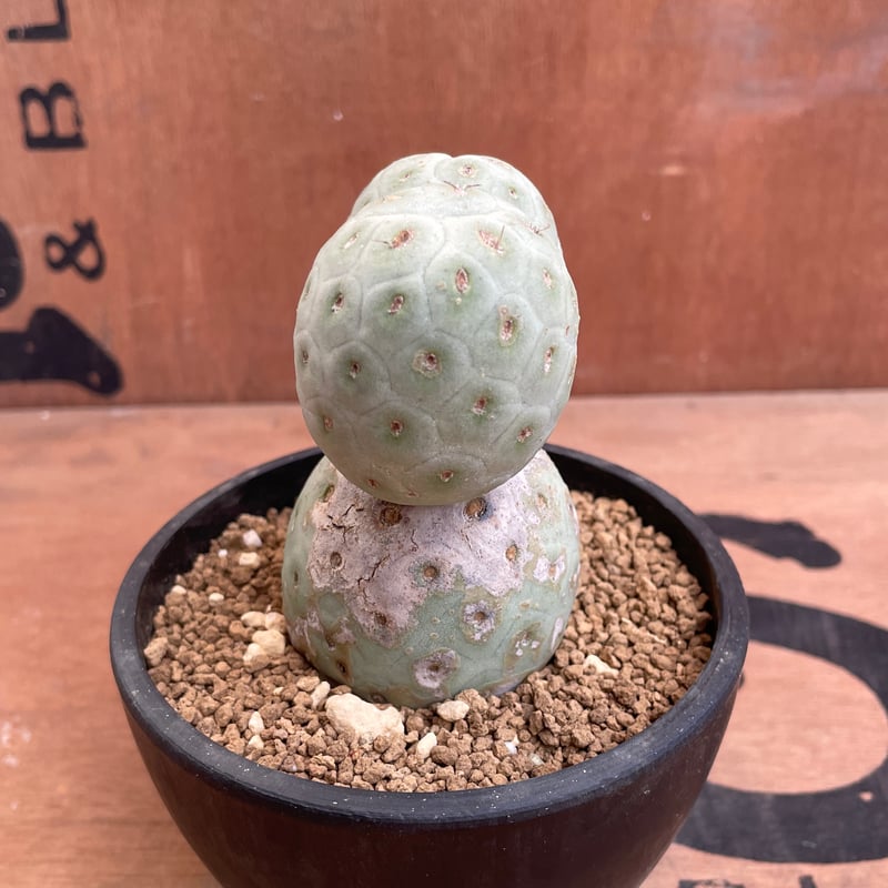 テフロカクタス　モリネンシス Tephrocactus molinensis isla del pescado - Tephrocactus molinensis-妖鬼殿