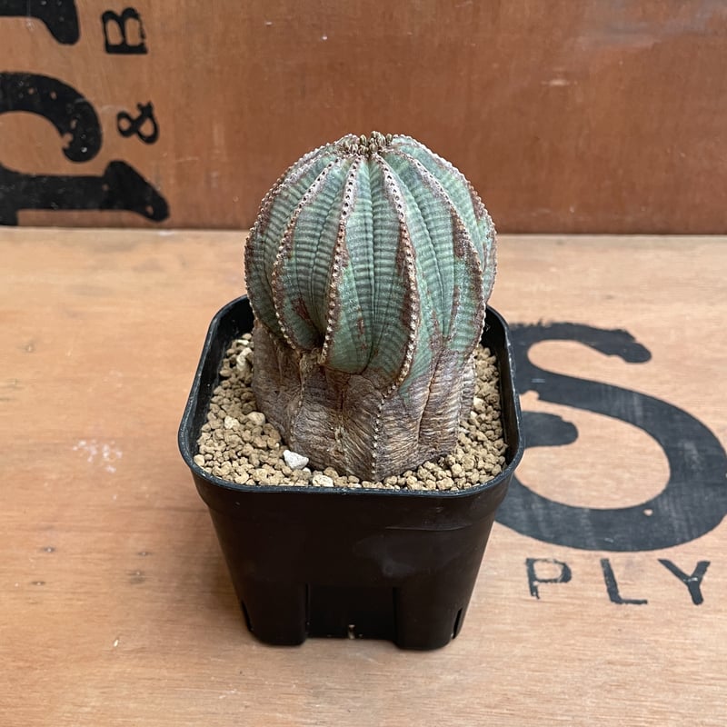 ユーフォルビアオベサ５セット 専用品 | Libaran_Plants〜ユーフォルビア オベサ 専門店