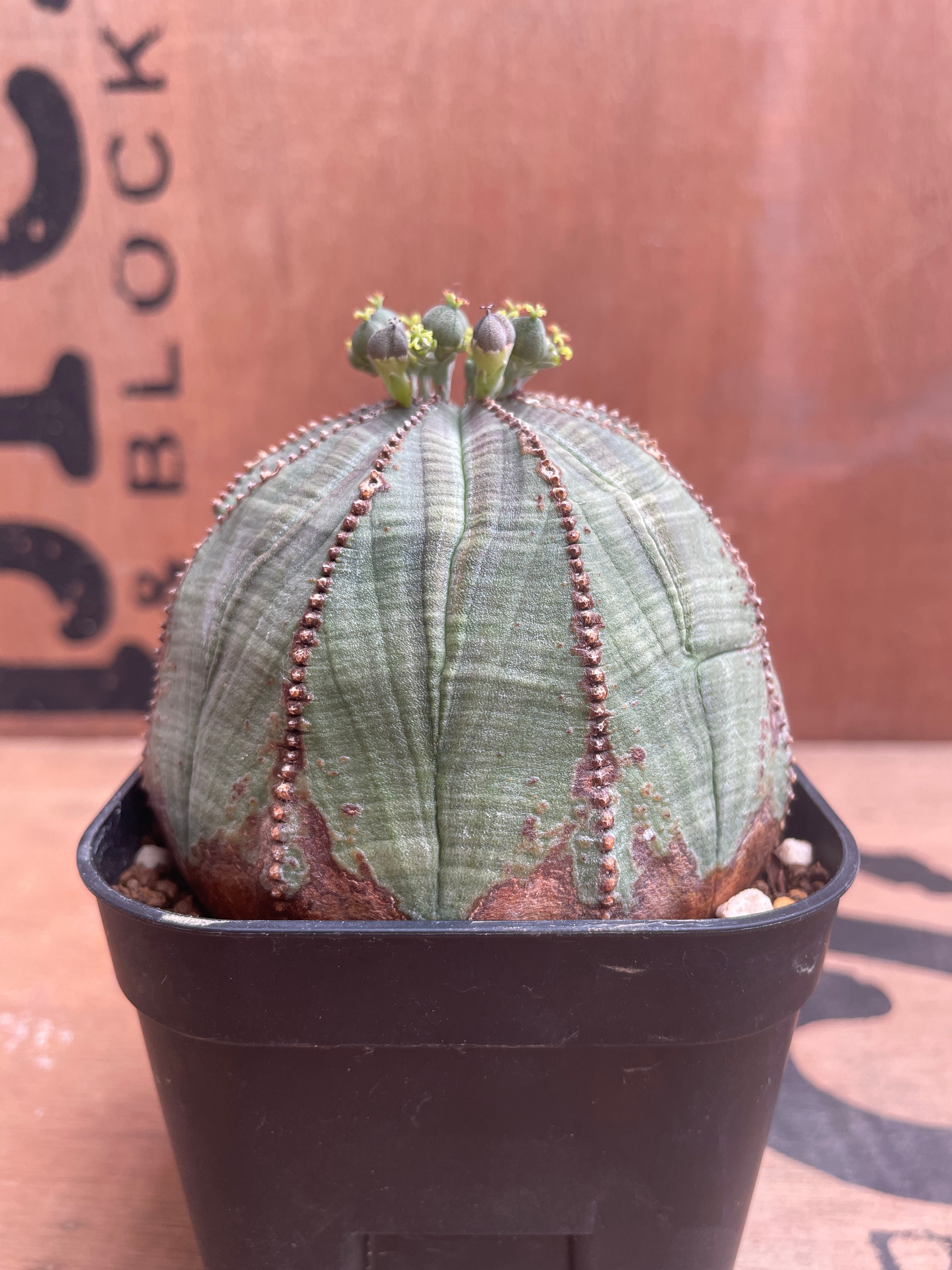 No.039 ユーフォルビア オベサ / Euphorbia Obesa まん丸 大株 Φ8