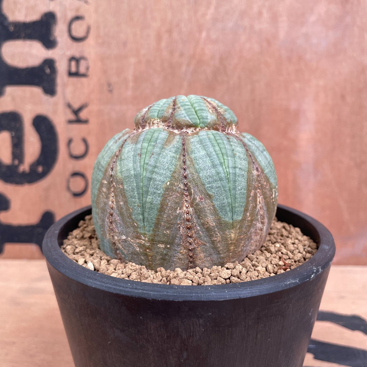 No.012 ユーフォルビア オベサ / Euphorbia Obesa 木質化 デベソ ♀