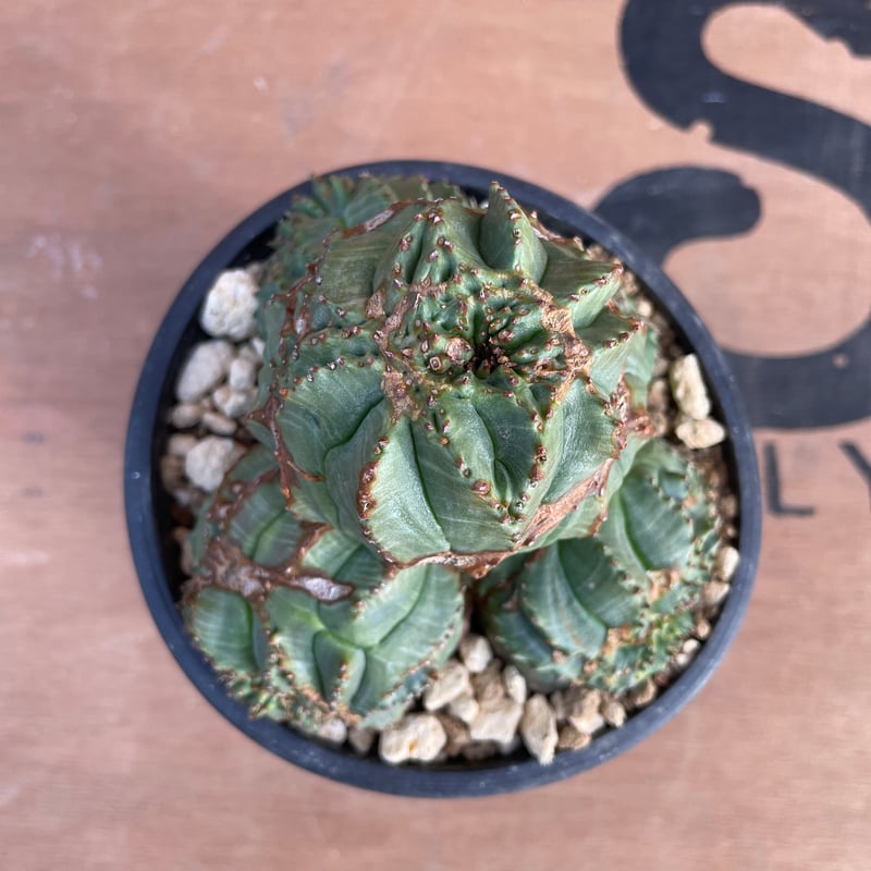 No.070 ユーフォルビア オベサ / Euphorbia Obesa モンスト 綴化 子吹