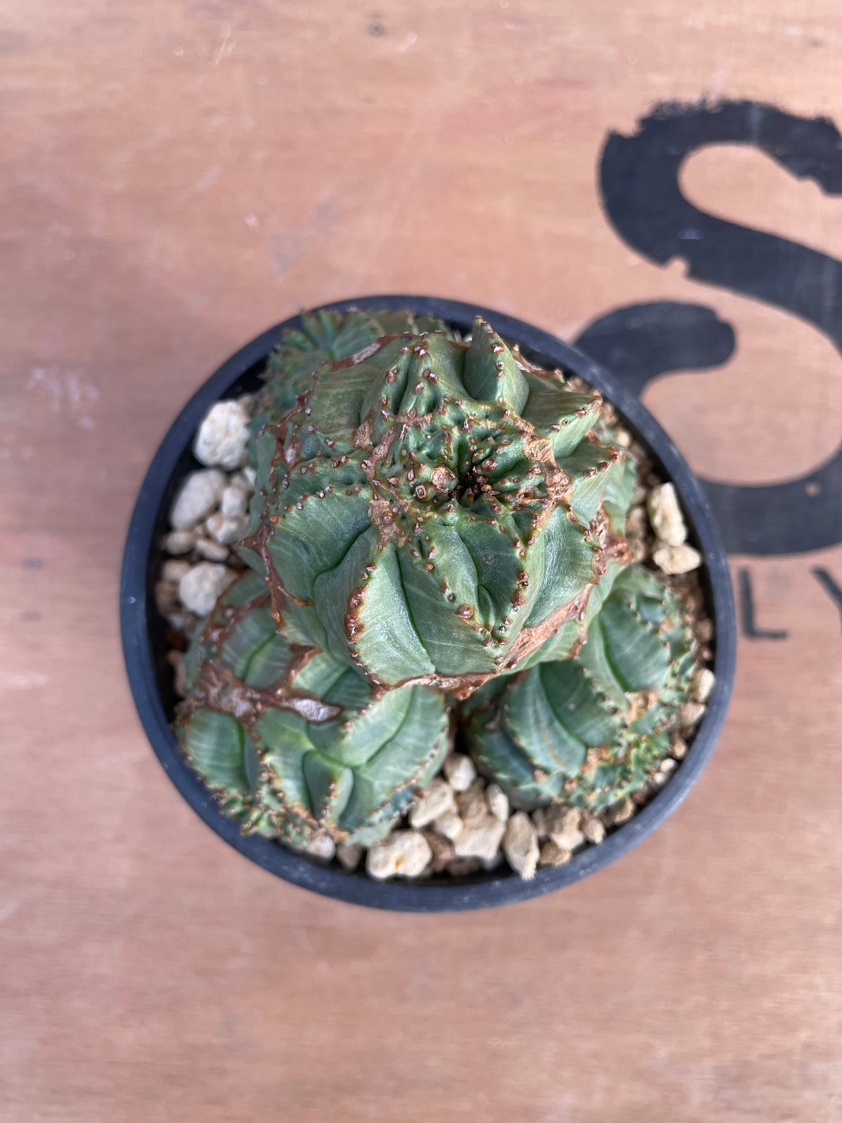 超希少 綴化 ユーフォルビア オベサ Euphorbia obesa 良形 選抜 綴化】 Euphorbia Obesa ユーフォルビア オベサ 木質化