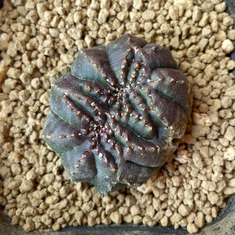 No.058 ユーフォルビア オベサ / Euphorbia Obesa モンスト 綴化 4.