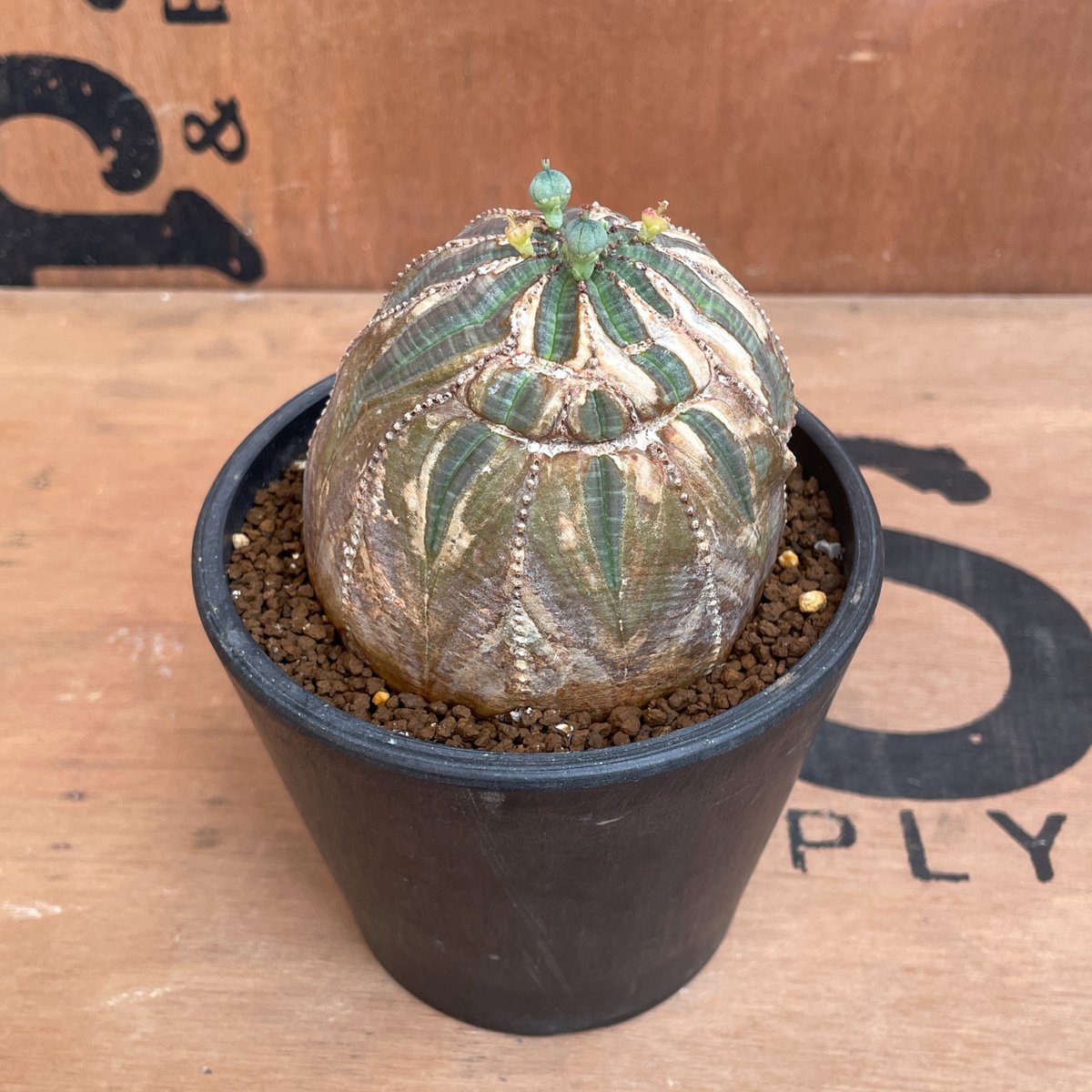 No.038 ユーフォルビア オベサ / Euphorbia Obesa 木質化 傷あり