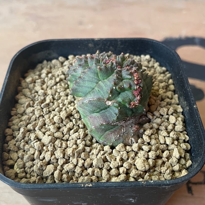 No.062 ユーフォルビア オベサ / Euphorbia Obesa モンスト 綴化 4.