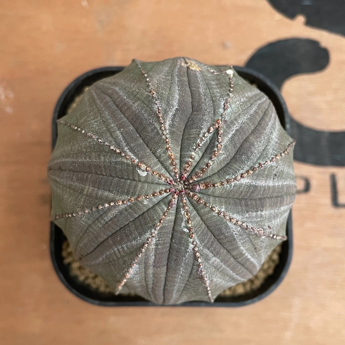 ユーフォルビア　オベサ　イタリア産　3点セットEuphorbia obesa 2024年7月入荷>ユーフォルビア オベサ | Euphorbia obesa