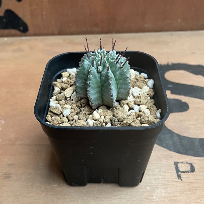 ユーフォルビア　ホリダ No.004 ユーフォルビア ホリダ / Euphorbia Horrida 