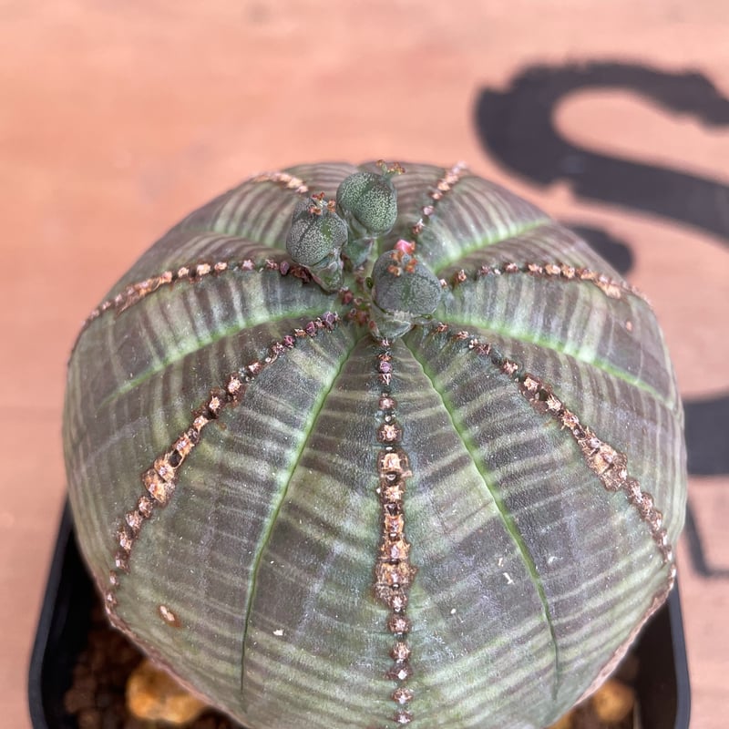 No.009 ユーフォルビア オベサ / Euphorbia Obesa 木質化