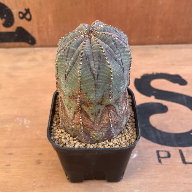 No.027 ユーフォルビア オベサ / Euphorbia Obesa 木質化 Φ6 x H