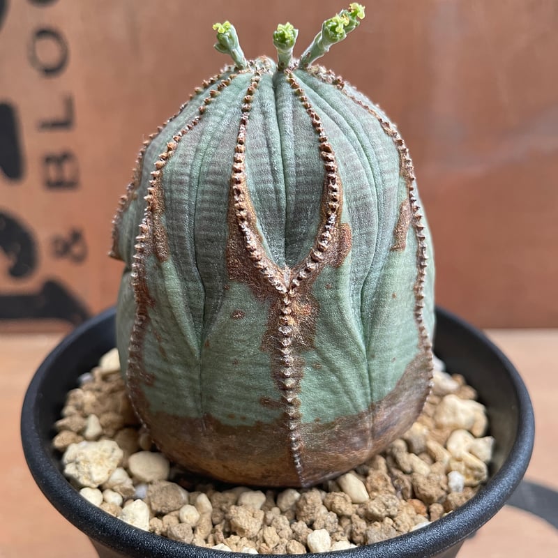 No.046 ユーフォルビア オベサ / Euphorbia Obesa Φ6.5 x 7cm