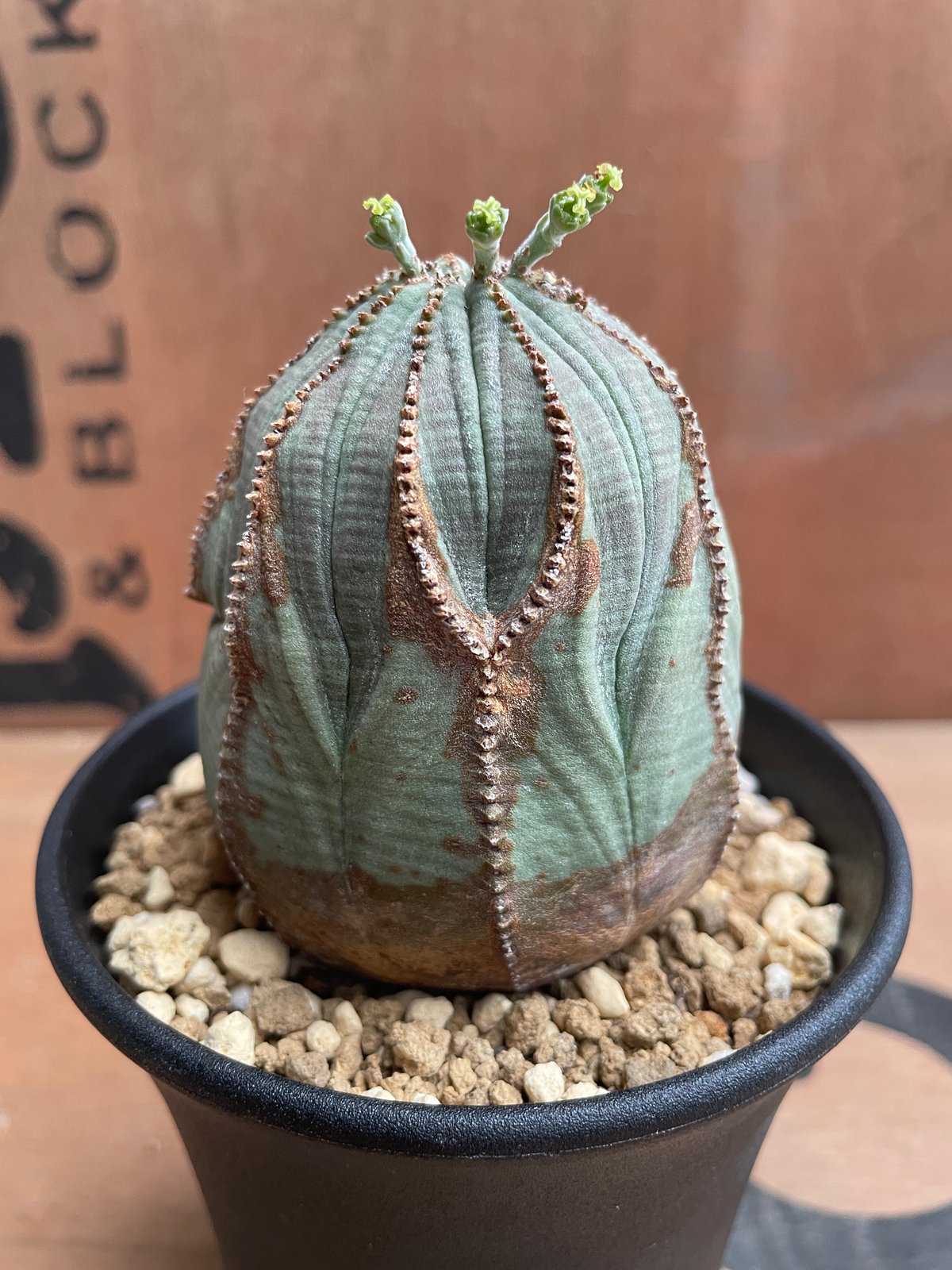 No.046 ユーフォルビア オベサ / Euphorbia Obesa Φ6.5 x 7cm