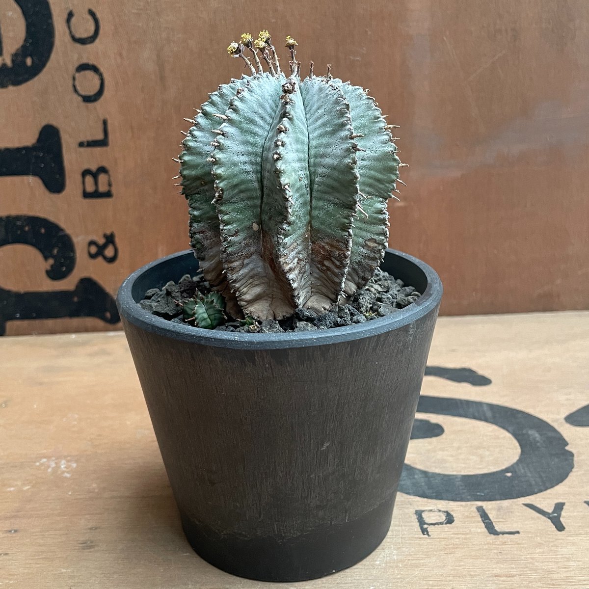 No.027 ユーフォルビア ホリダ / Euphorbia Horrida | NoBird