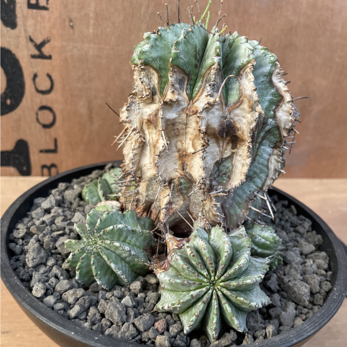 オールドオベサ:ユーフォルビア【発根株】大株木質化ホリダバリダ多肉植物 オールドオベサ:ユーフォルビア【発根株】大株木質化
