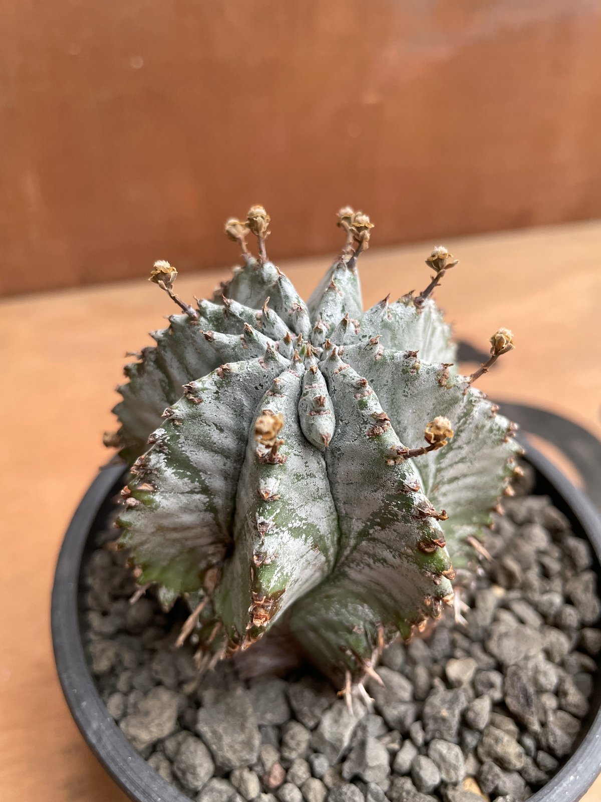プロフ ユーフォルビアホリダ 白華-HAKKA- ユーフォルビア・ホリダの基本情報・育て方｜多肉植物・サボテン