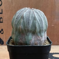 No.030 ユーフォルビア オベサ / Euphorbia Obesa  Φ7.5 x H7.5 cm ♀