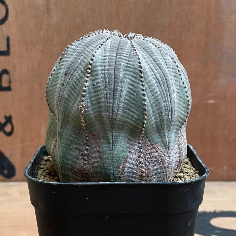 No.030 ユーフォルビア オベサ / Euphorbia Obesa Φ7.5 x H7