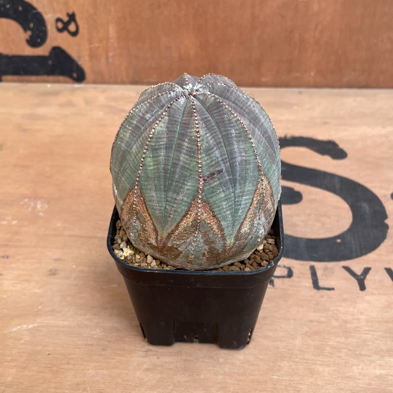 ユーフォルビア オベサ No.033 ユーフォルビア オベサ / Euphorbia Obesa Φ7.5 x H6