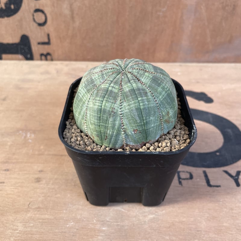 M.KAZU　ユーフォルビア　オベサ　大株　美形 大株 約7cm 美模様 まん丸 扁平 オベサ / 良型 木質化