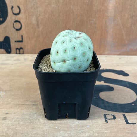 No.004 テフロカクタス ゲオメトリクス / Tephrocactus geometricus