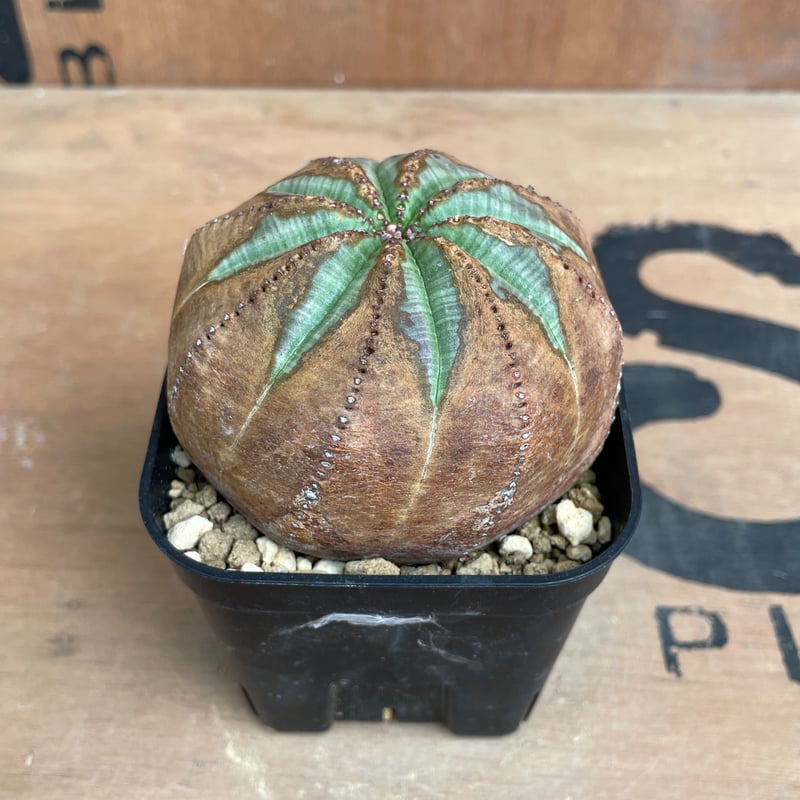 No.063 ユーフォルビア オベサ / Euphorbia Obesa 木質化 φ7.5 x