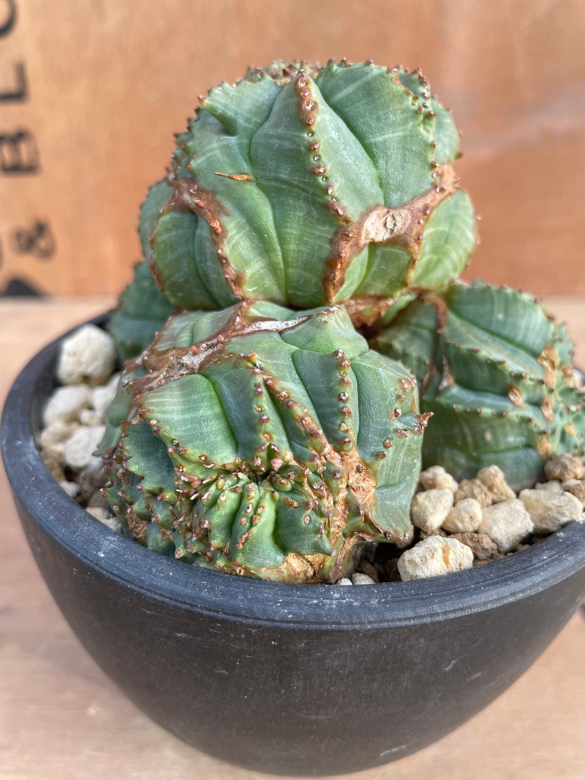 モンスト　ユーフォルビア　オベサ No.070 ユーフォルビア オベサ / Euphorbia Obesa モンスト 綴化 子吹