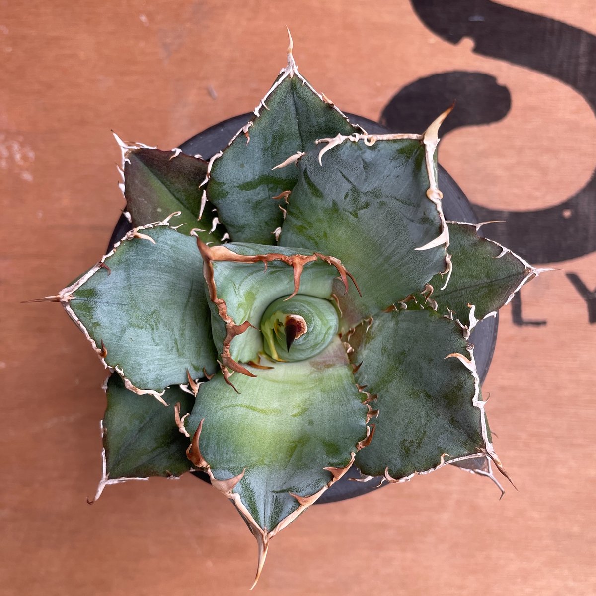 No.002 アガベ チタノタ “白鯨” / Agave Titanota White Wha