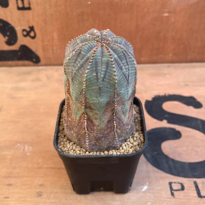 No.027 ユーフォルビア オベサ / Euphorbia Obesa 木質化 Φ6 x H