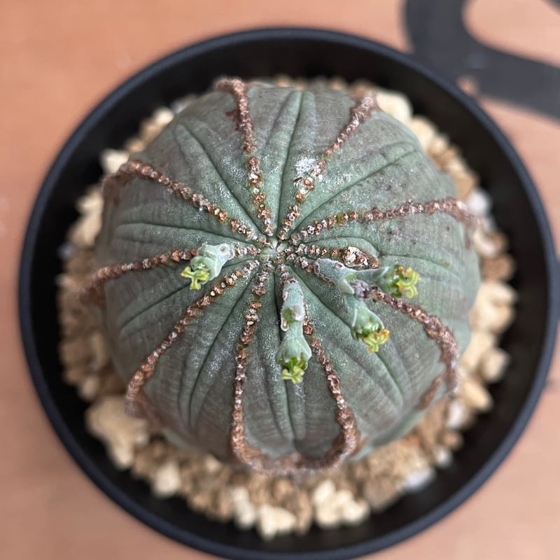 No.046 ユーフォルビア オベサ / Euphorbia Obesa Φ6.5 x 7cm