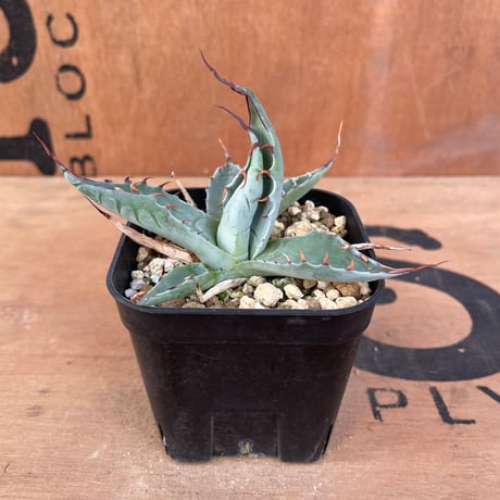 アガベパリー | STORES